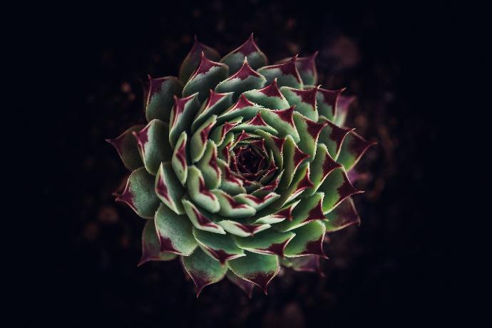 green plant in close up photography