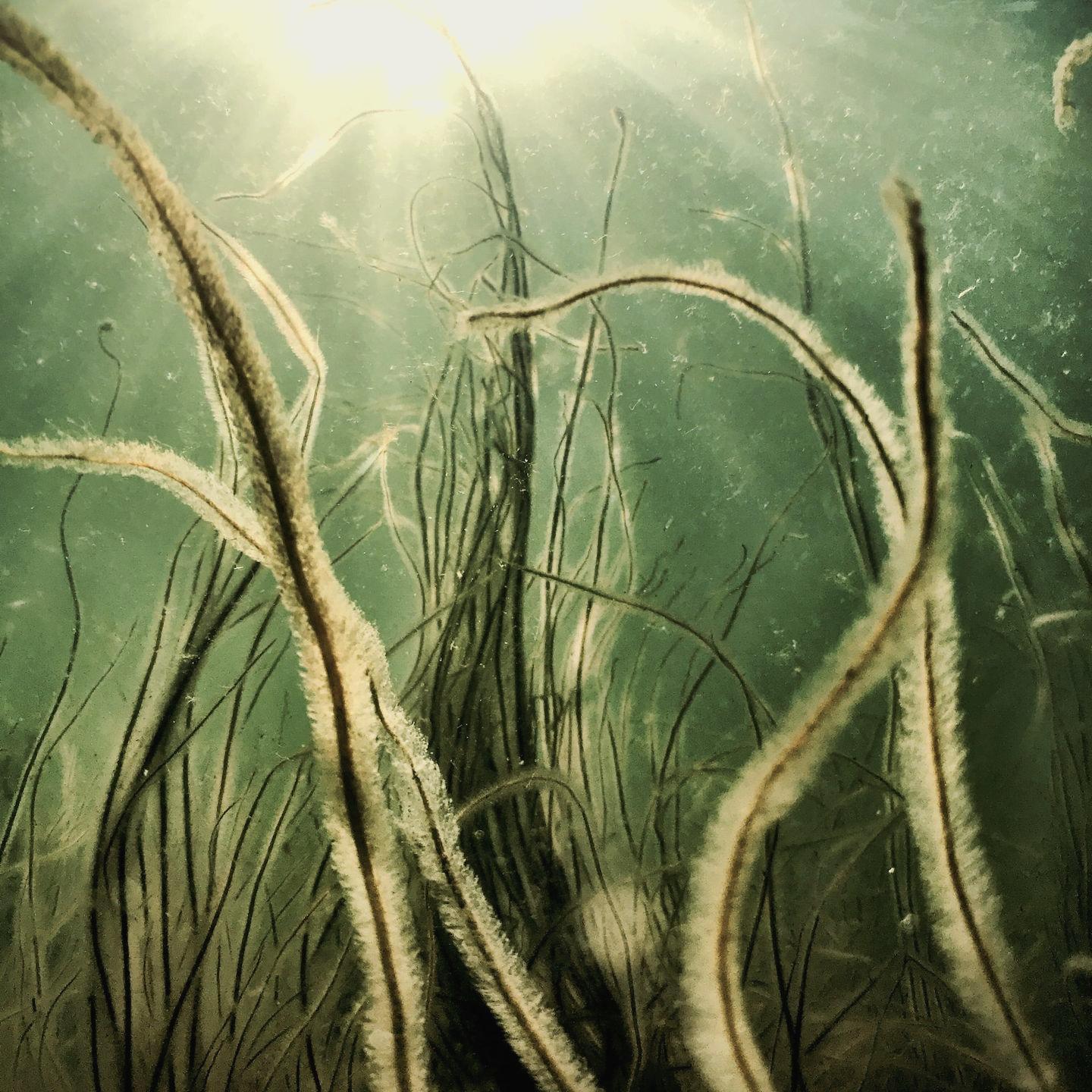 green and brown plant under water